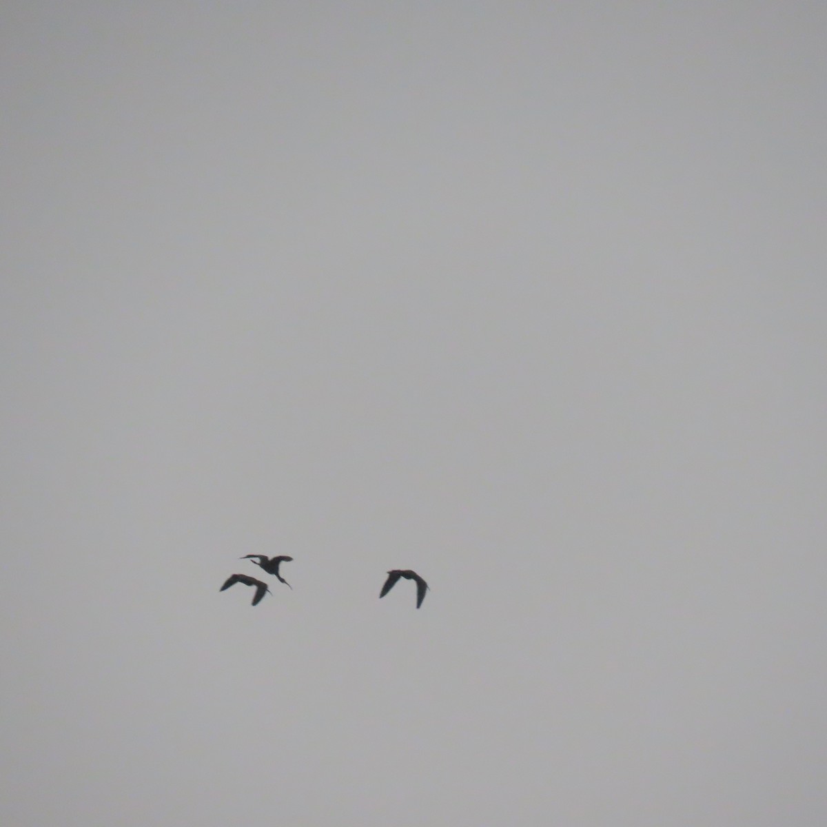 White-faced Ibis - ML644105111