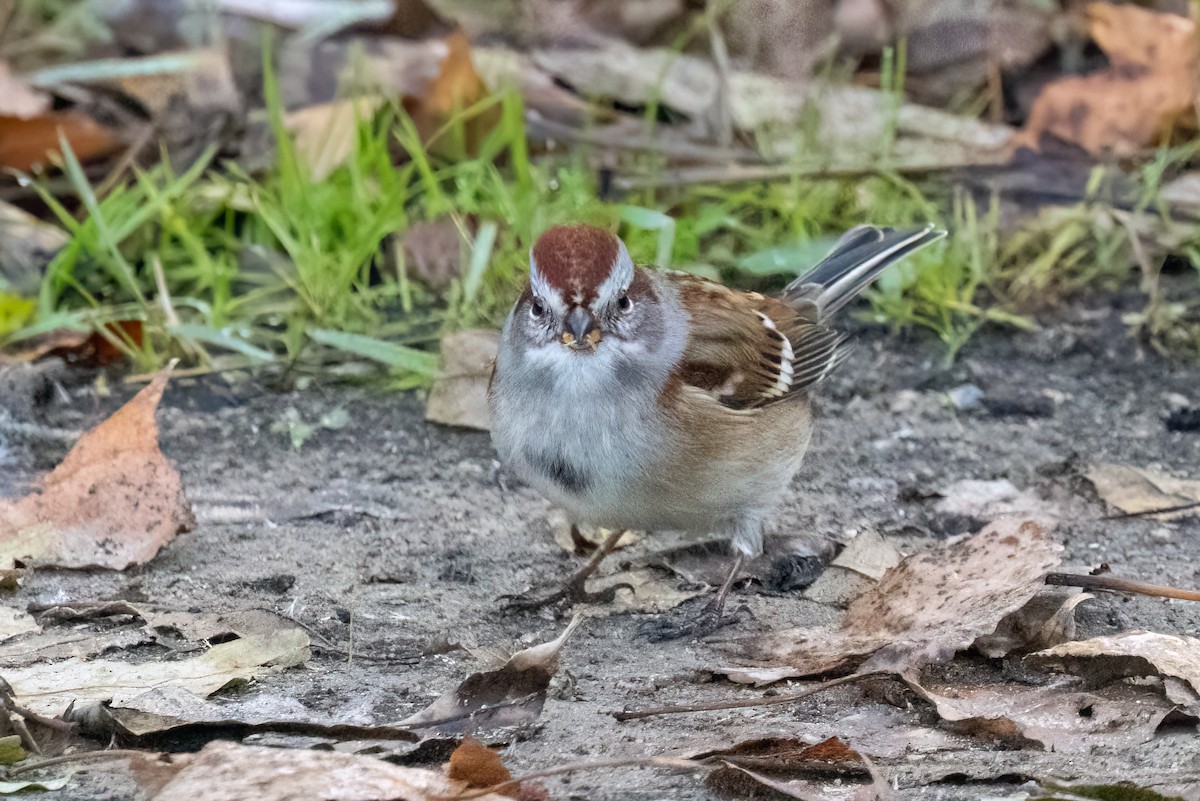 American Tree Sparrow - ML644105114