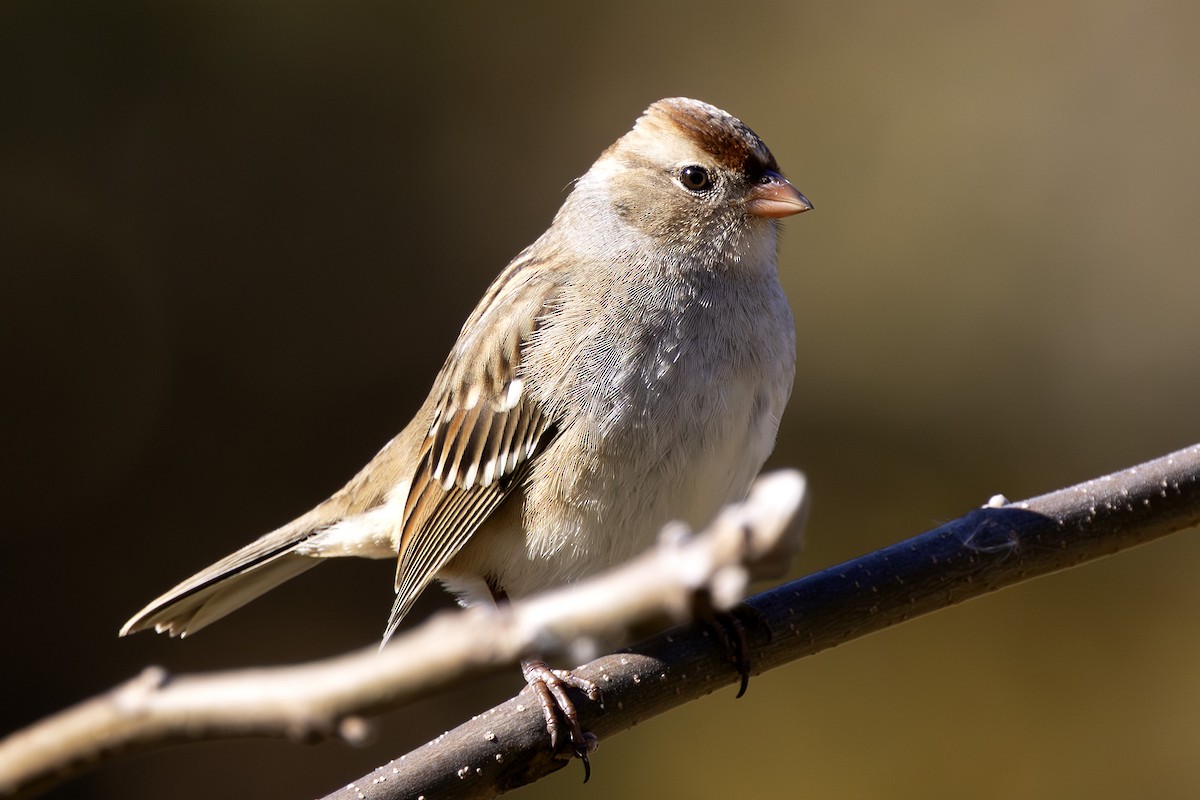 strnadec bělopásý - ML644105130