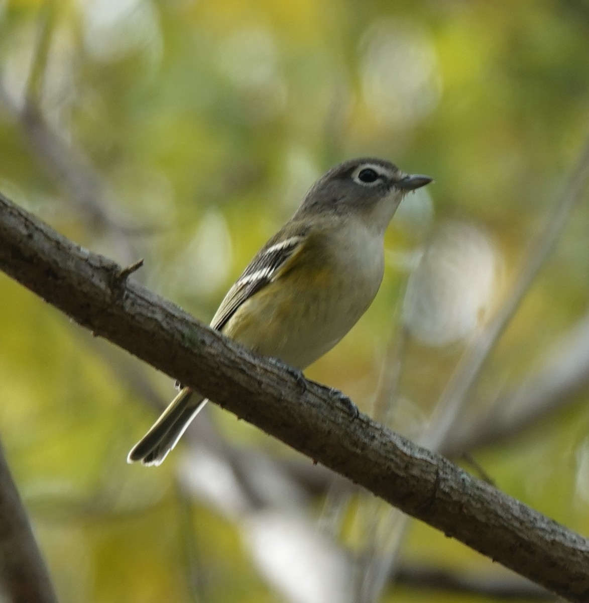 Blue-headed Vireo - ML644105134