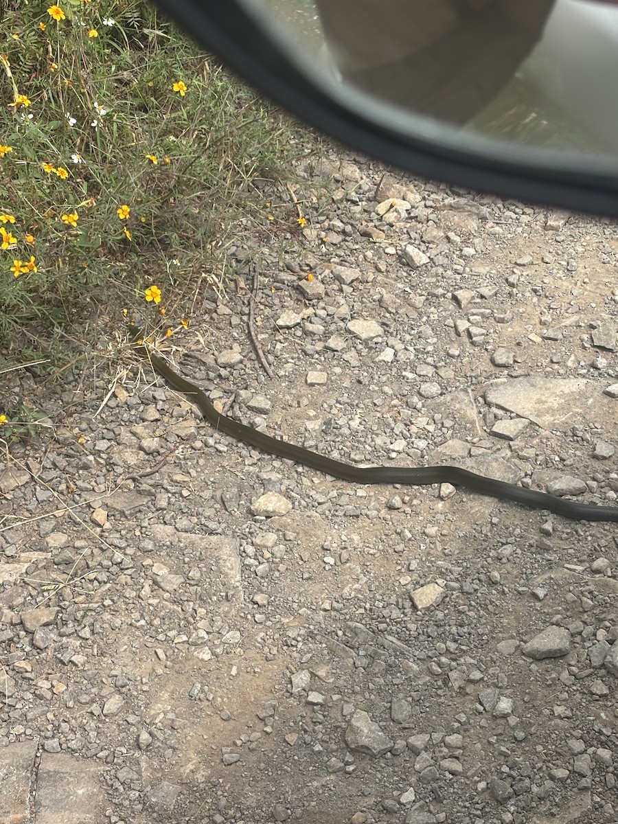 Animals - ML644105135