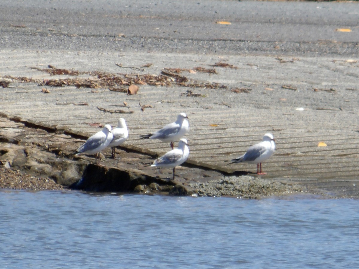 Silver Gull - ML644105138