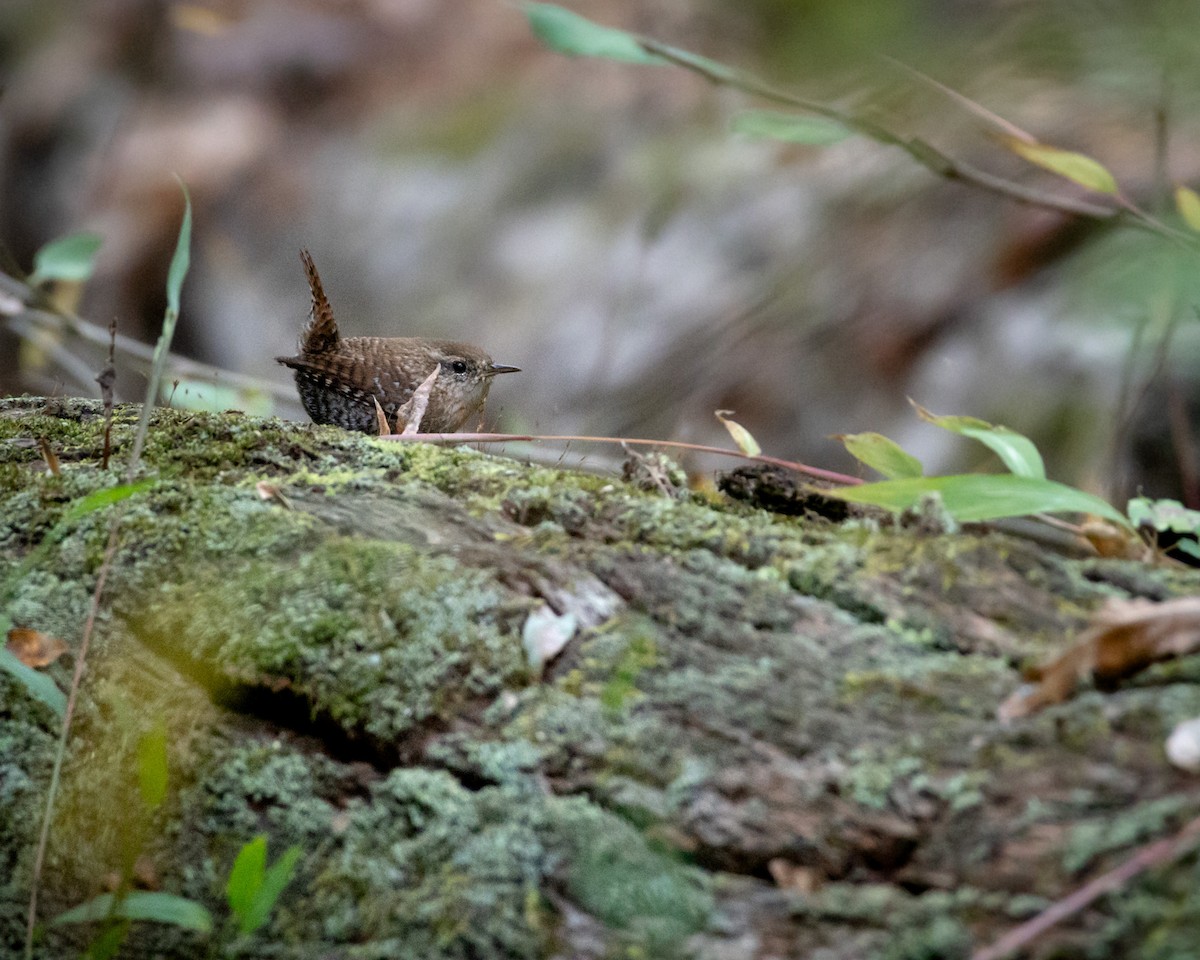 Winter Wren - ML644105146