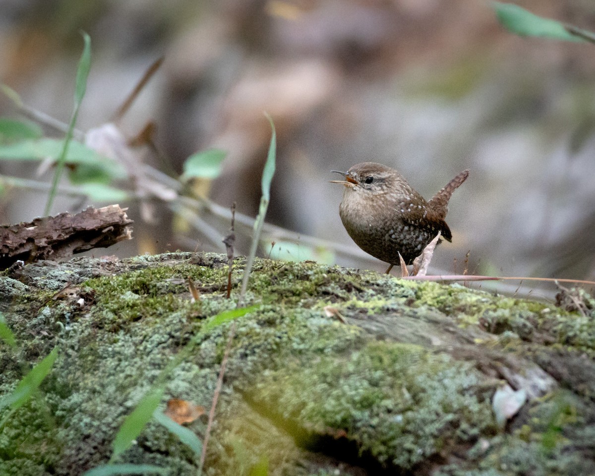 Winter Wren - ML644105147