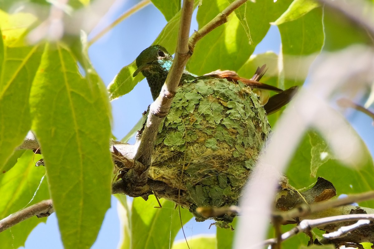 Berylline Hummingbird - ML644105154