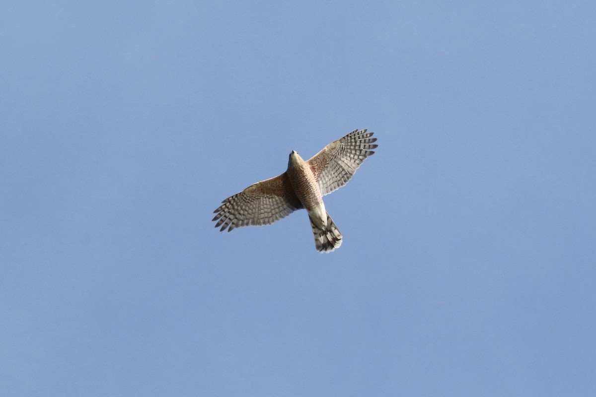 Яструб чорноголовий - ML644105164