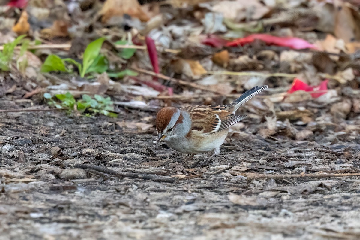 American Tree Sparrow - ML644105172