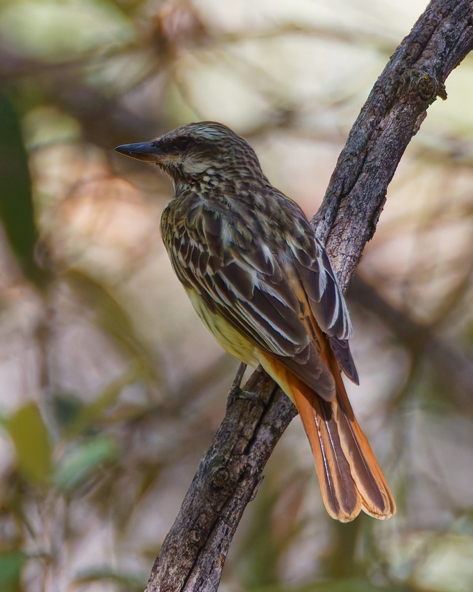 Sulphur-bellied Flycatcher - ML644105188