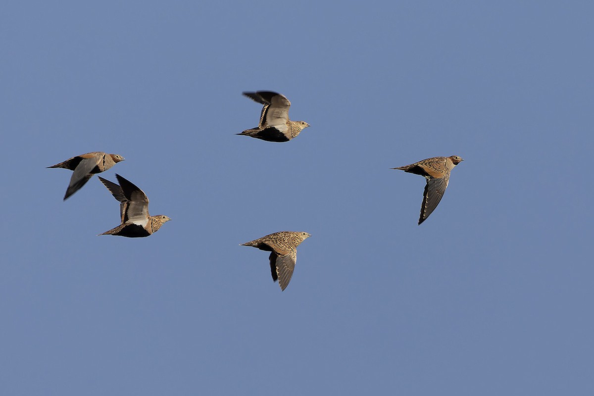 Black-bellied Sandgrouse - ML644105195