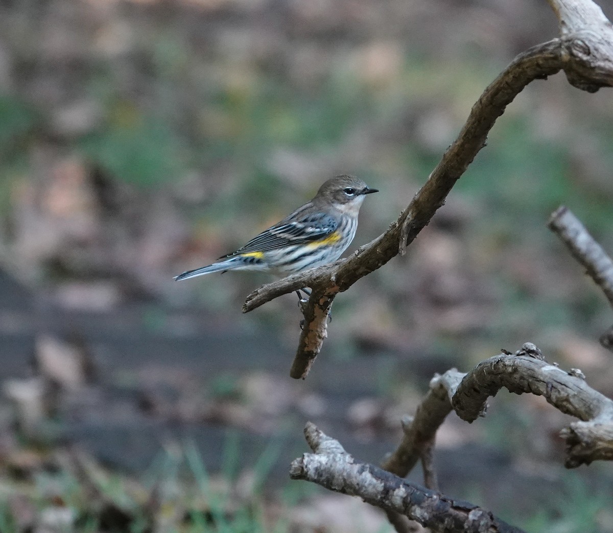 Yellow-rumped Warbler - ML644105197