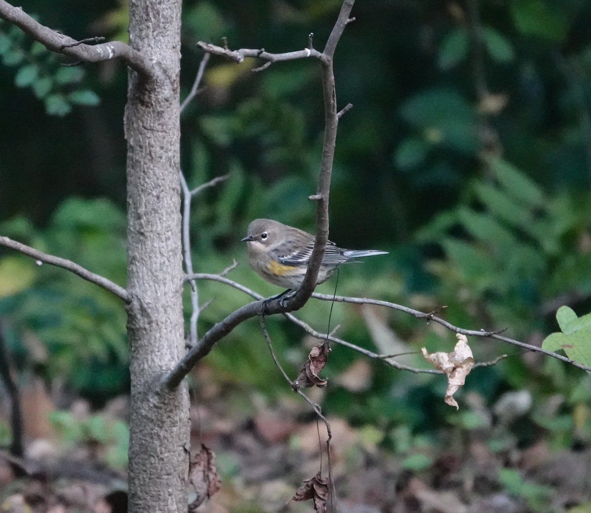 Yellow-rumped Warbler - ML644105198