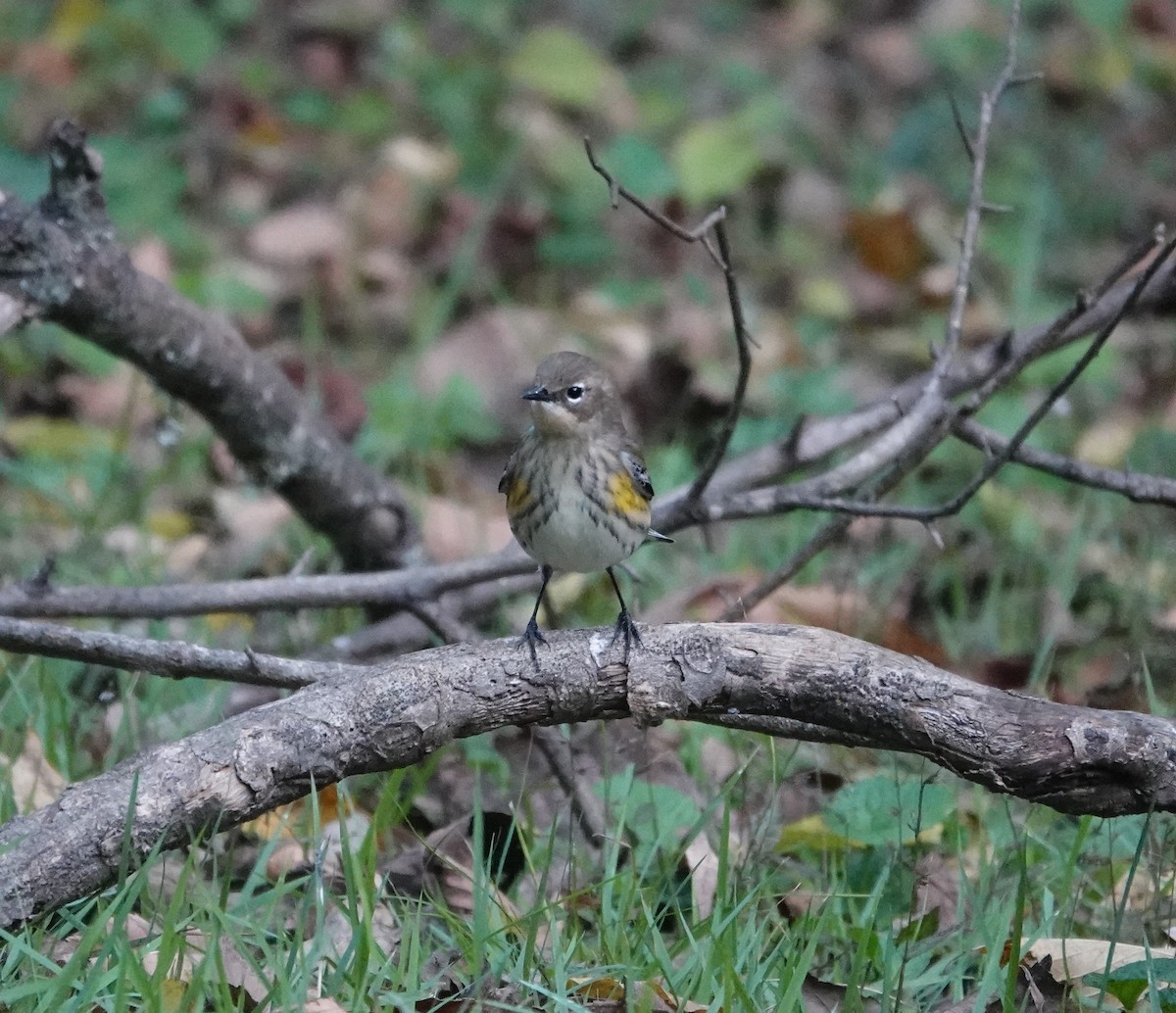 Yellow-rumped Warbler - ML644105199
