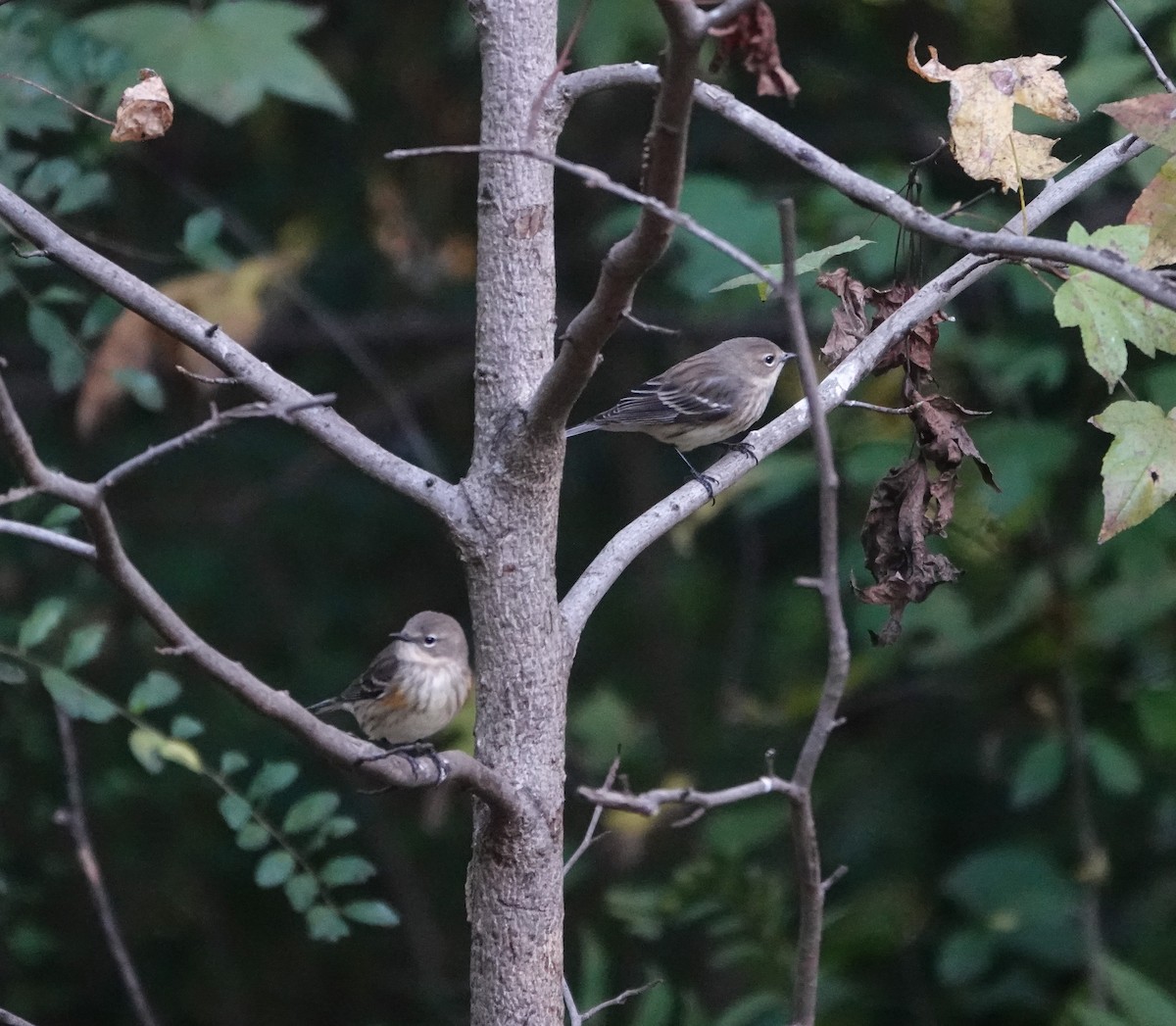 Yellow-rumped Warbler - ML644105201