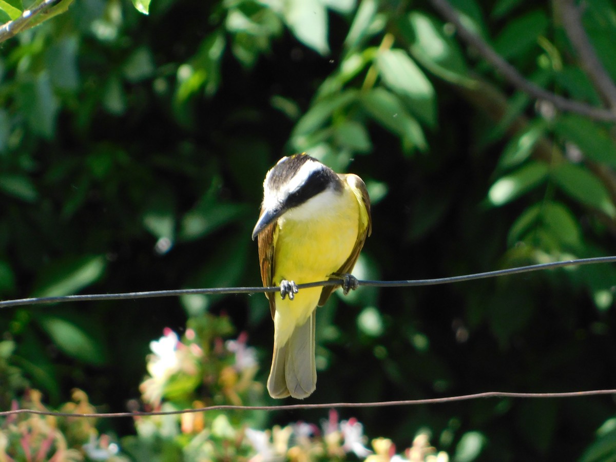 Great Kiskadee - ML644105202