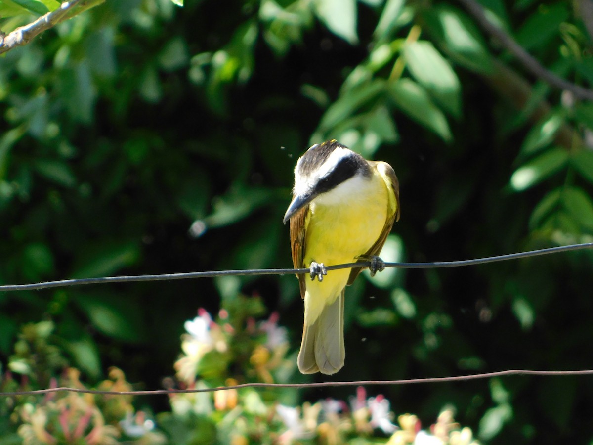 Great Kiskadee - ML644105203