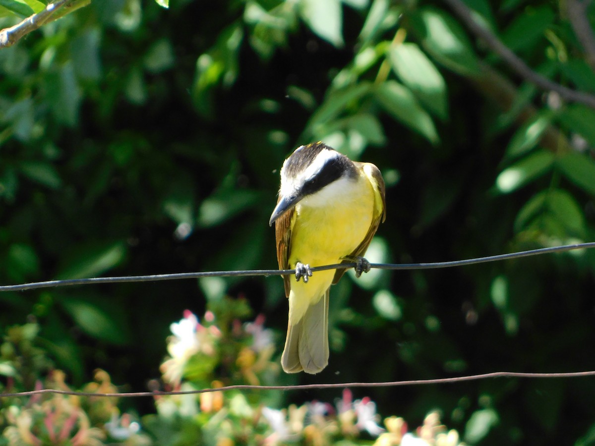 Great Kiskadee - ML644105204