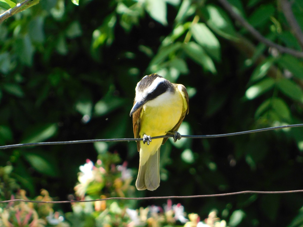 Great Kiskadee - ML644105210