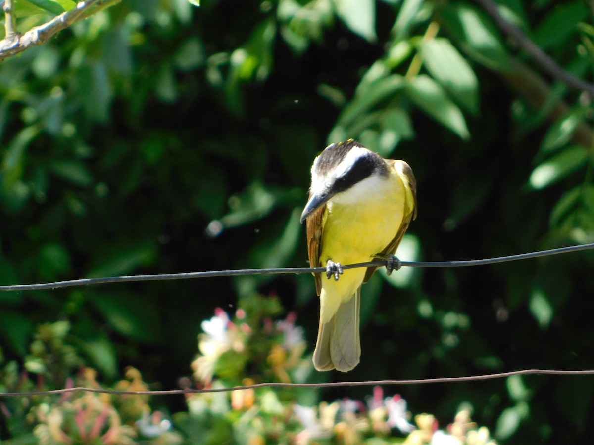 Great Kiskadee - ML644105212