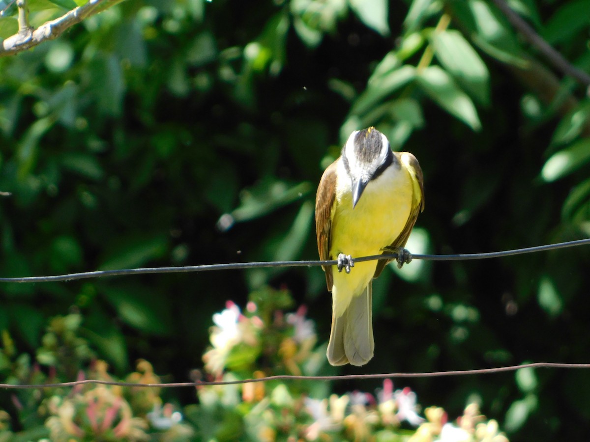 Great Kiskadee - ML644105213