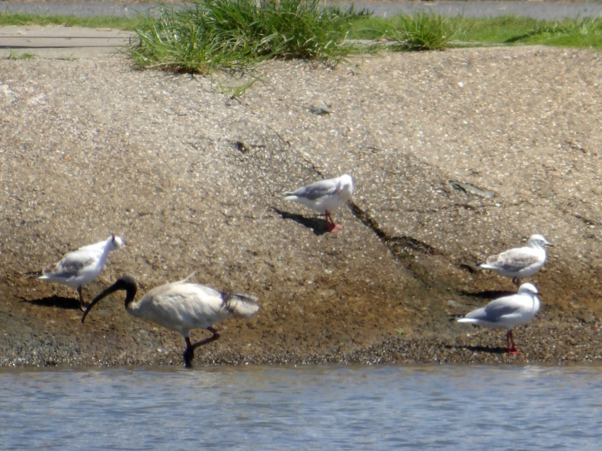 Australian Ibis - ML644105217