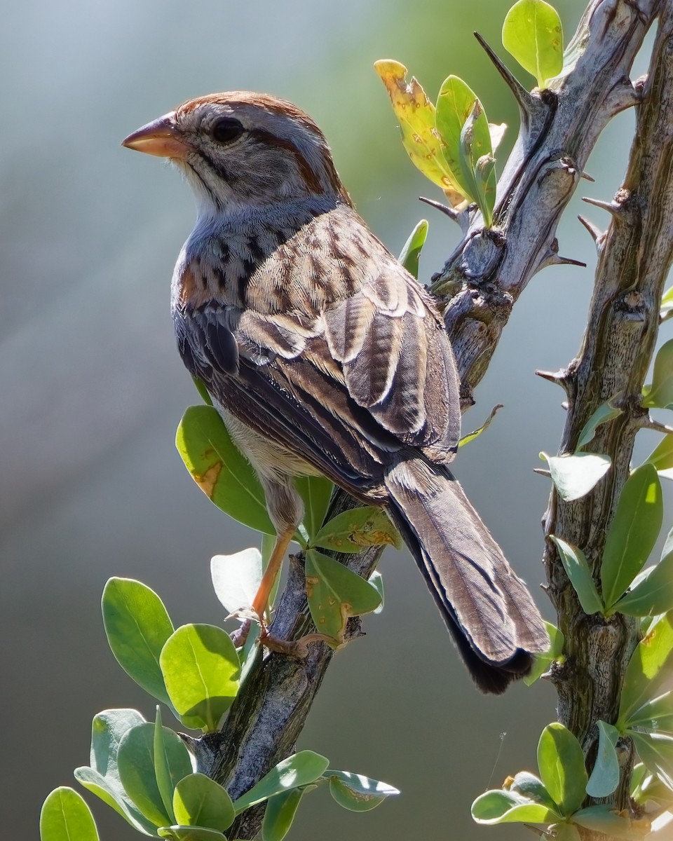 Rufous-winged Sparrow - ML644105233
