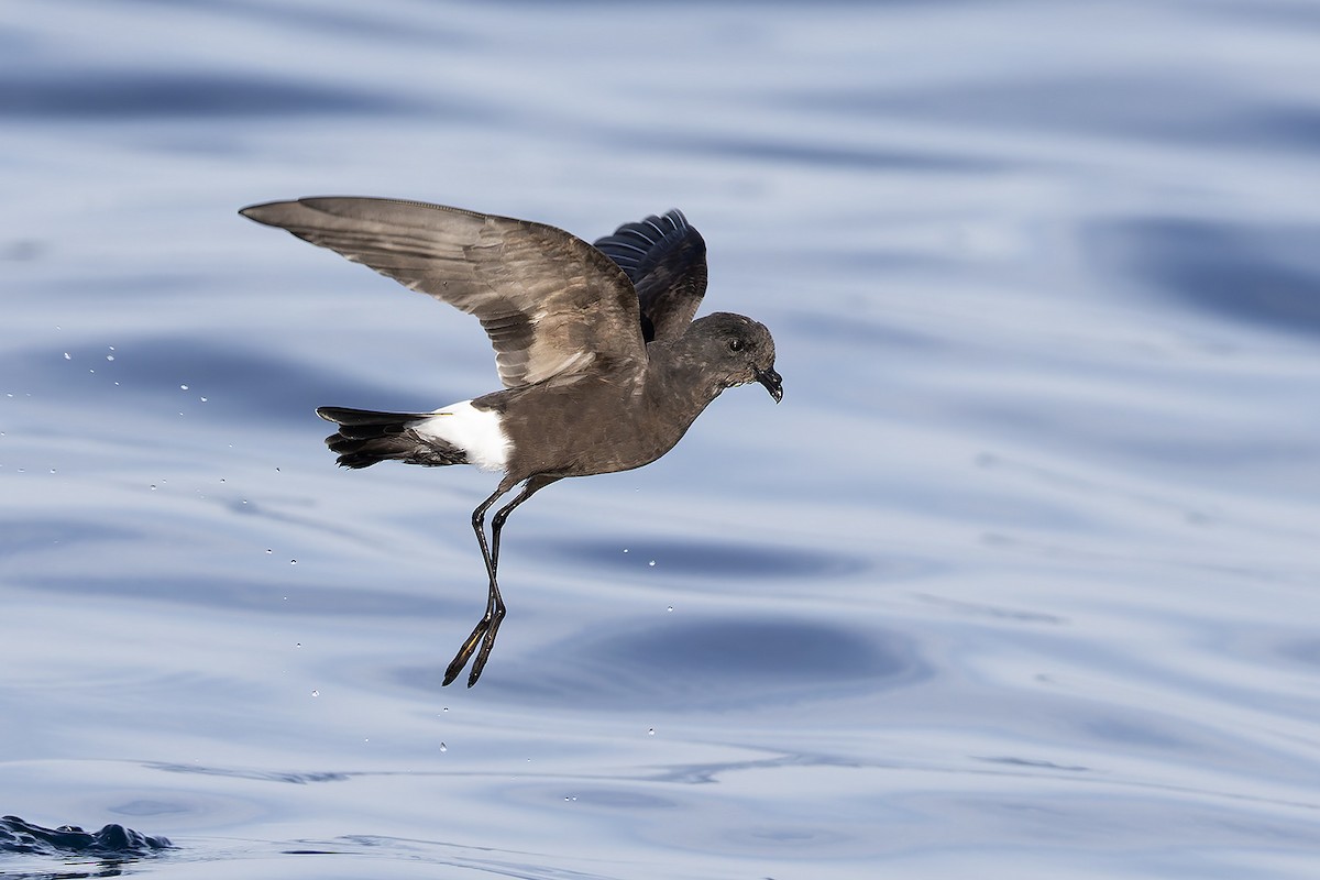 Wilson's Storm-Petrel - ML644105255