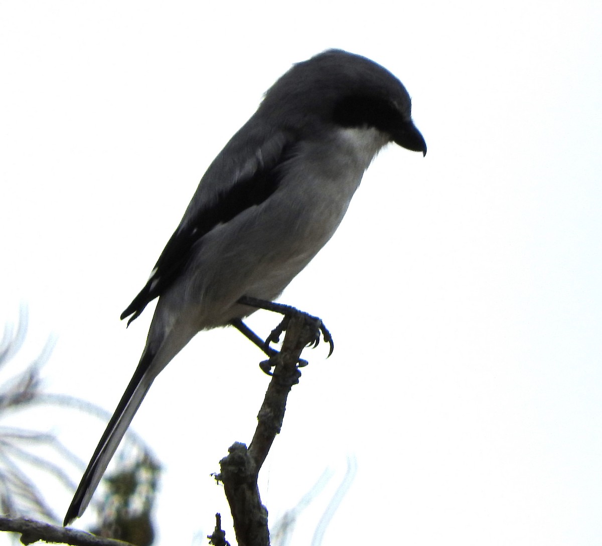 Loggerhead Shrike - ML644105256
