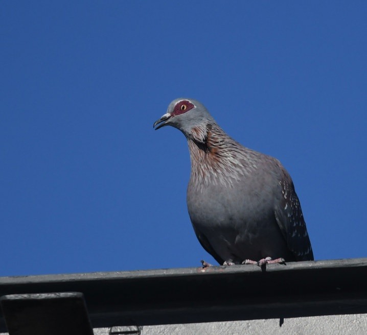 Speckled Pigeon - ML644105259