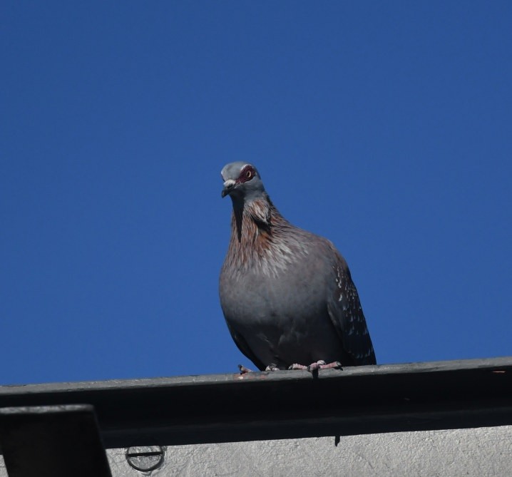 Speckled Pigeon - ML644105268