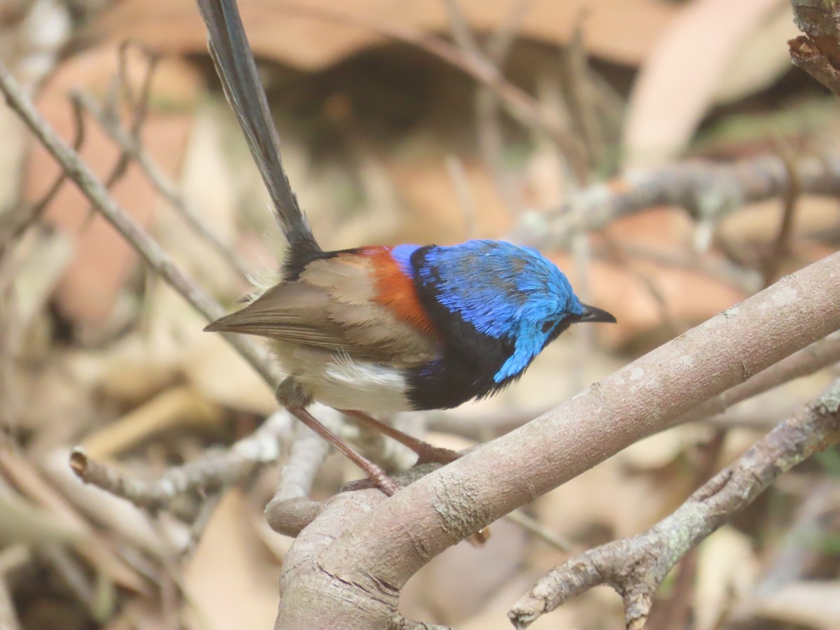 Variegated Fairywren - ML644105269