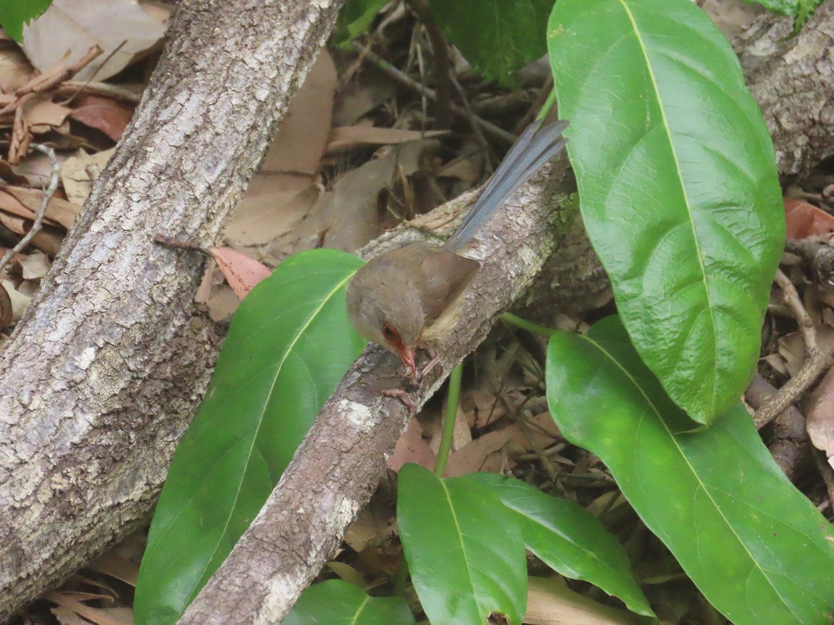 Variegated Fairywren - ML644105270