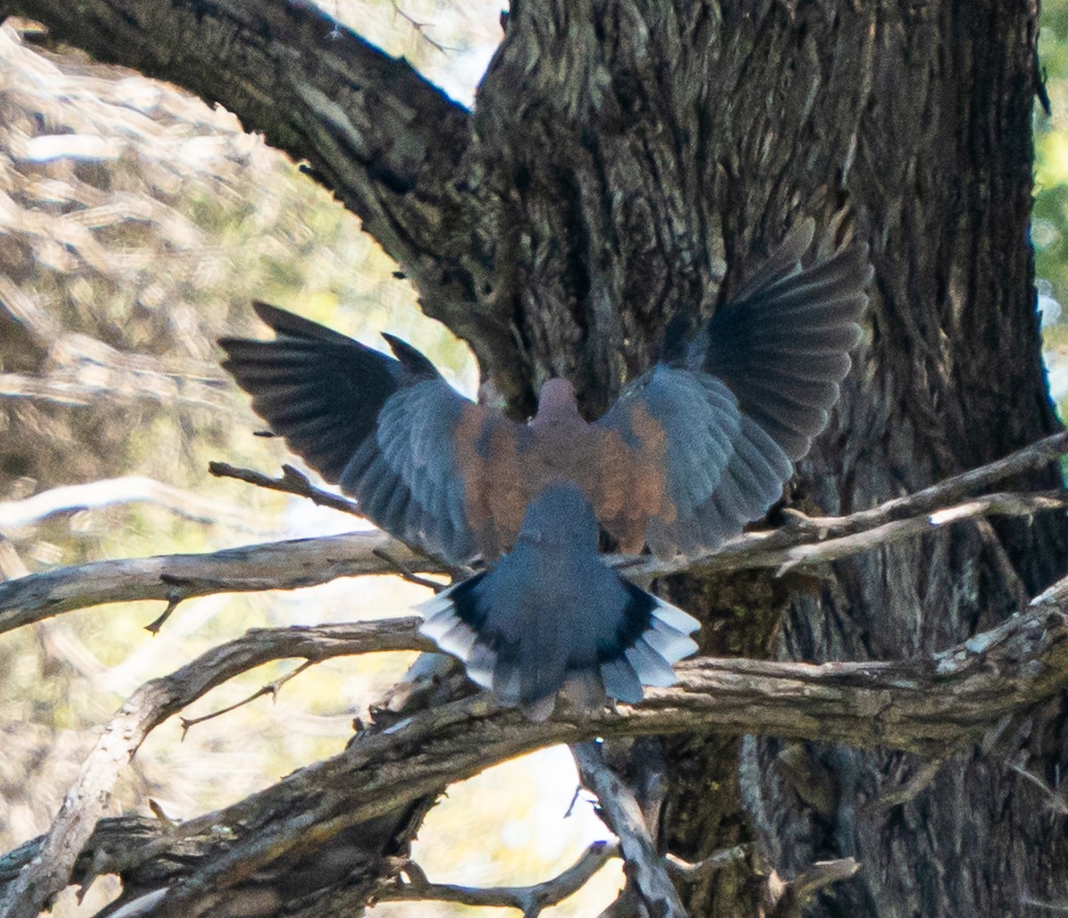 Өөдсөн хүүрзгэнэ - ML644105272