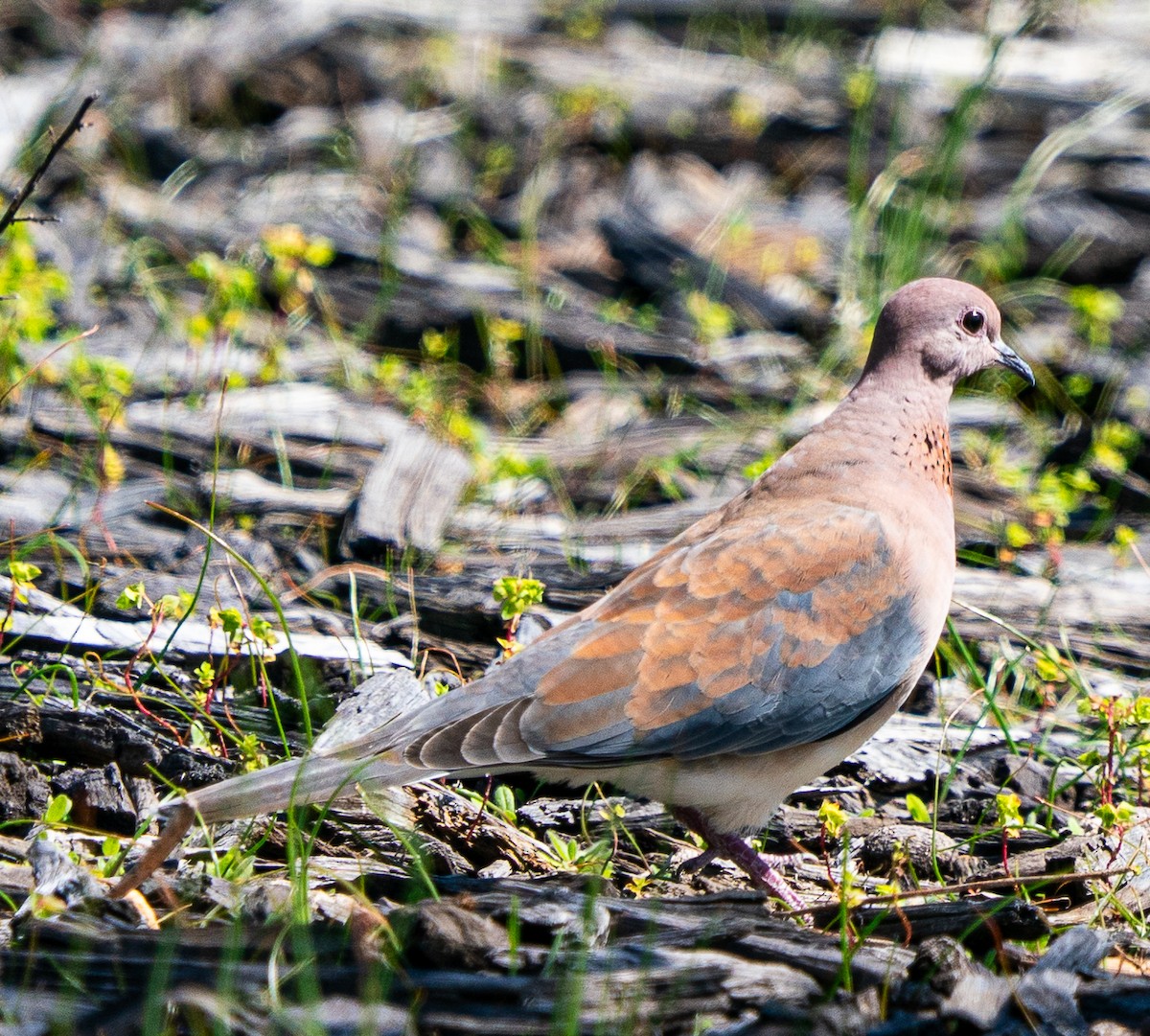 Өөдсөн хүүрзгэнэ - ML644105273