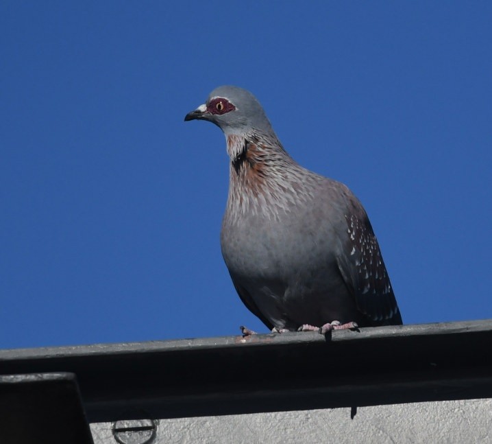 Speckled Pigeon - ML644105275