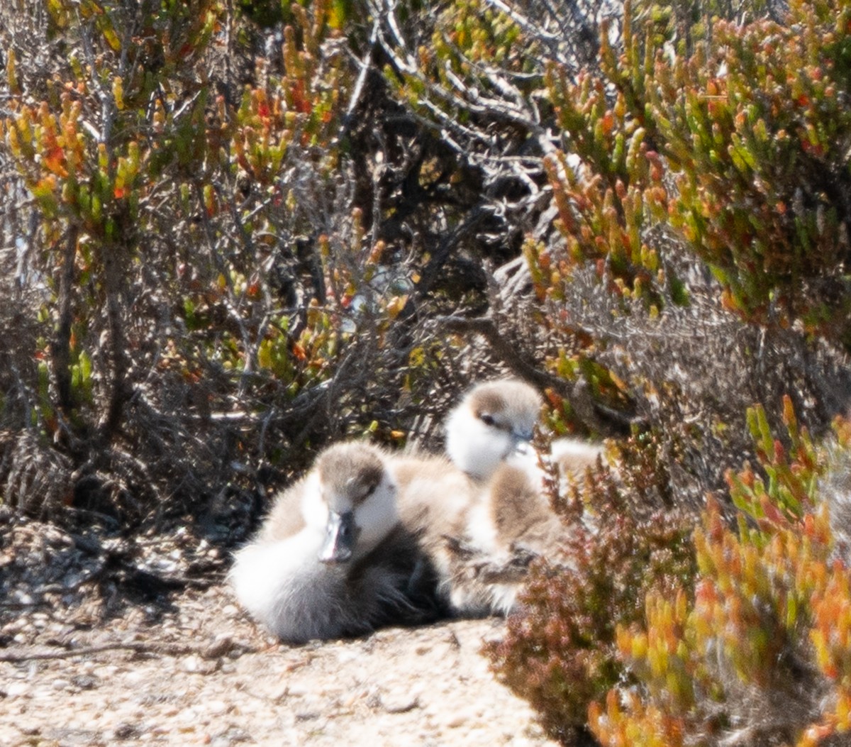 Tadorne d'Australie - ML644105291
