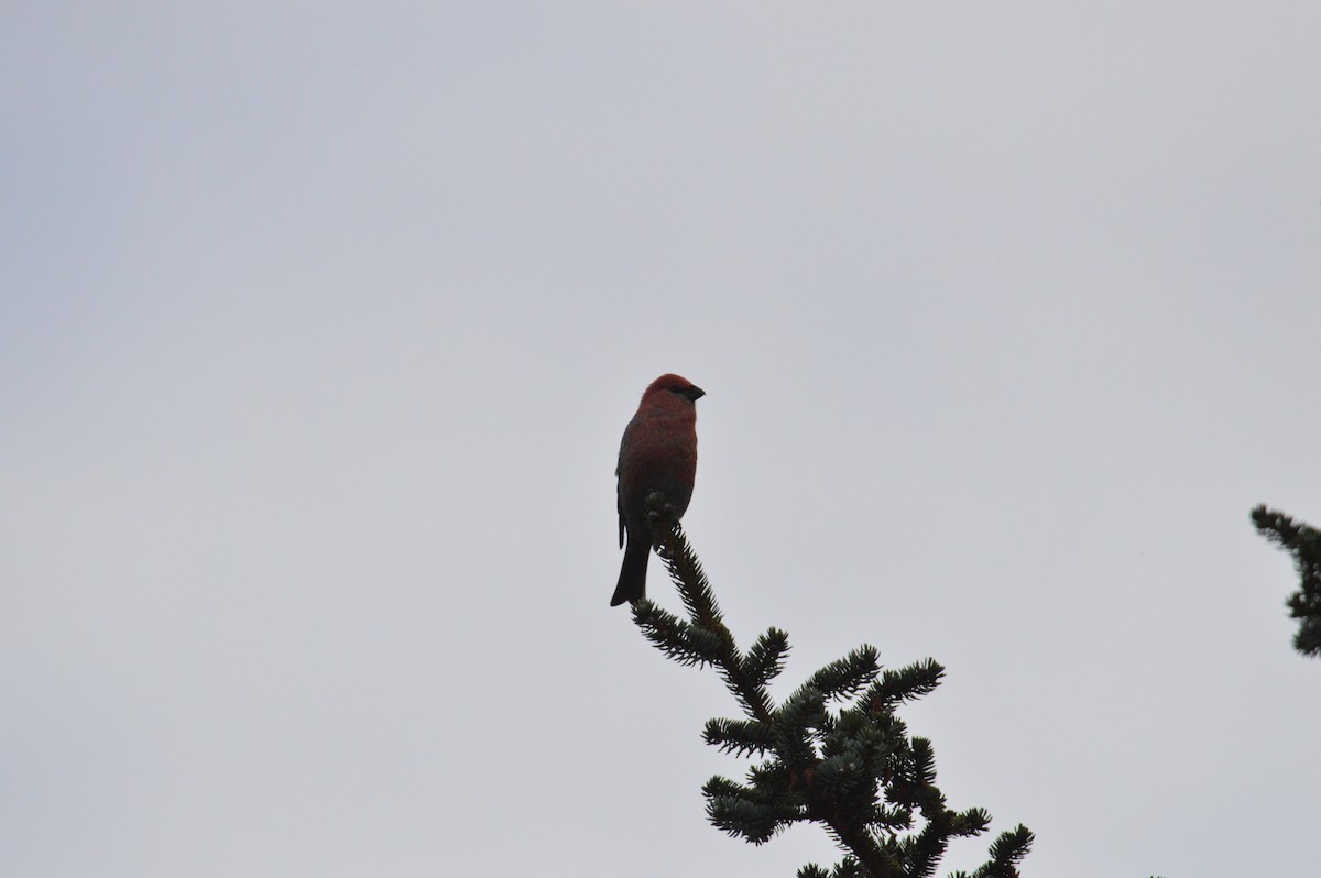 Pine Grosbeak - ML644105309