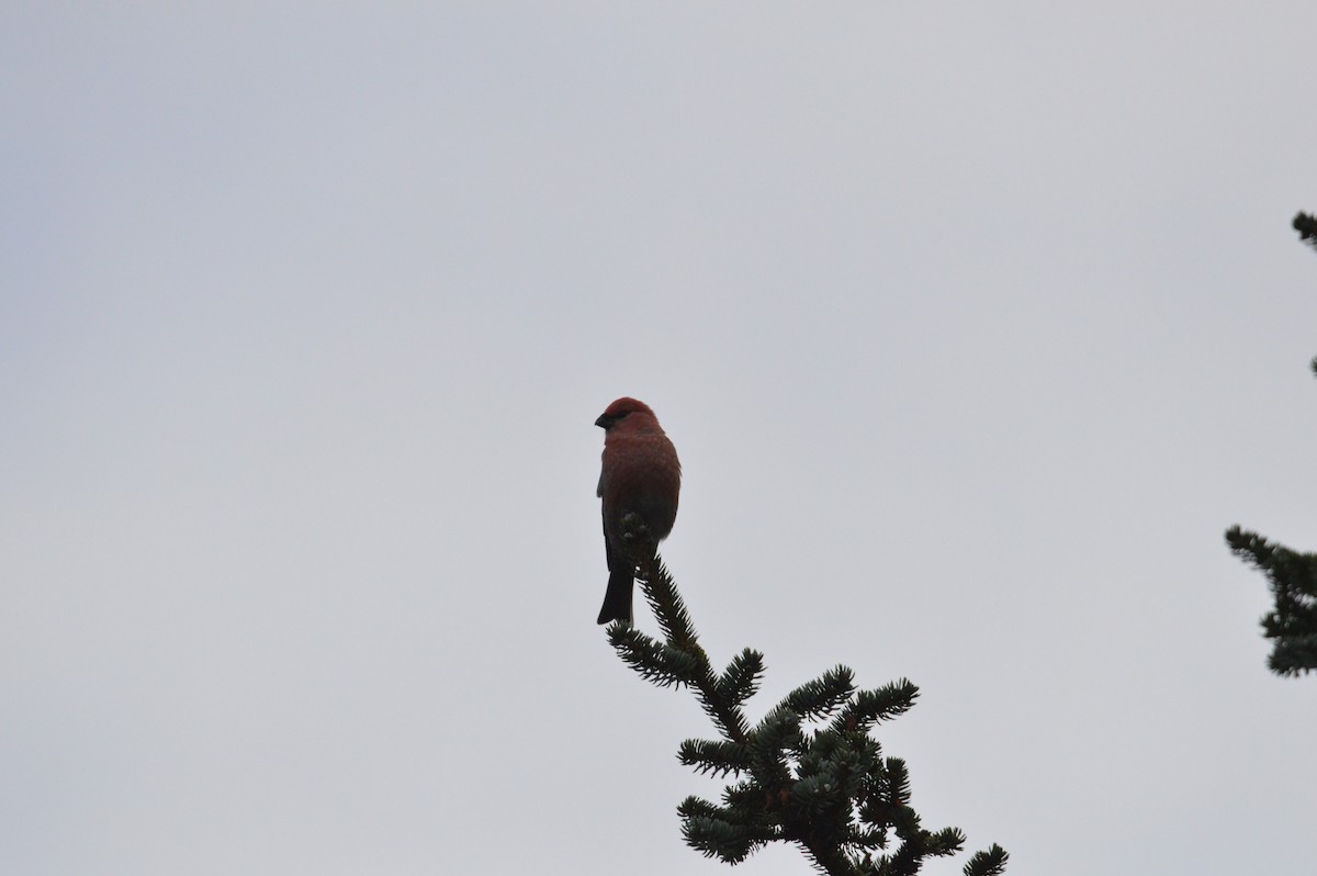 Pine Grosbeak - ML644105310