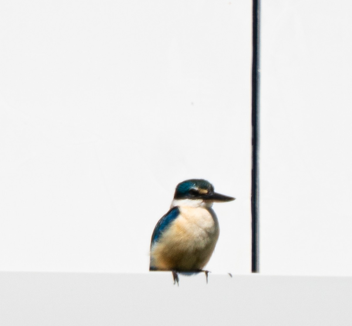 Альціон священний - ML644105315