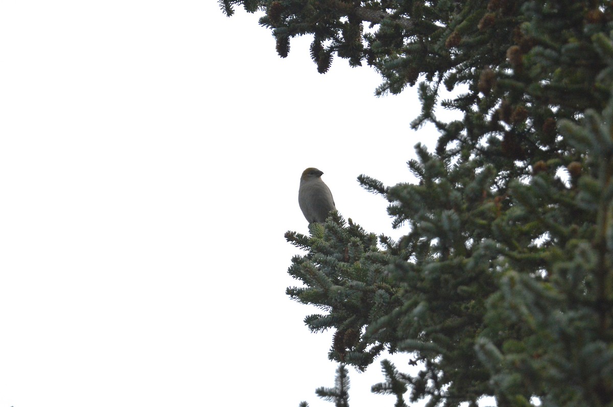 Pine Grosbeak - ML644105316