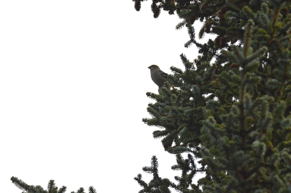 Pine Grosbeak - ML644105317