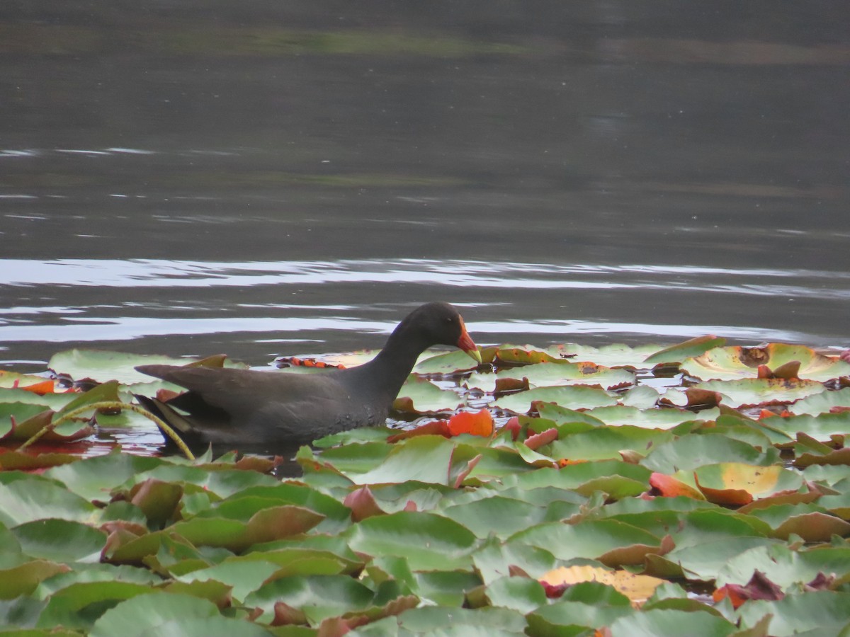 Dusky Moorhen - ML644105354