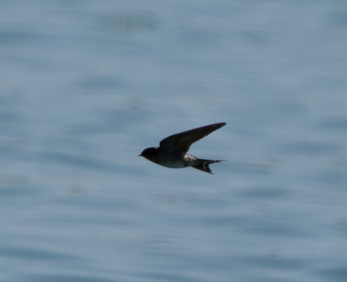 Ластівка австралійська - ML644105358