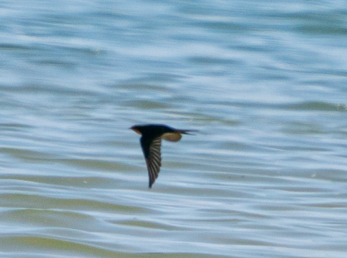 Ластівка австралійська - ML644105361