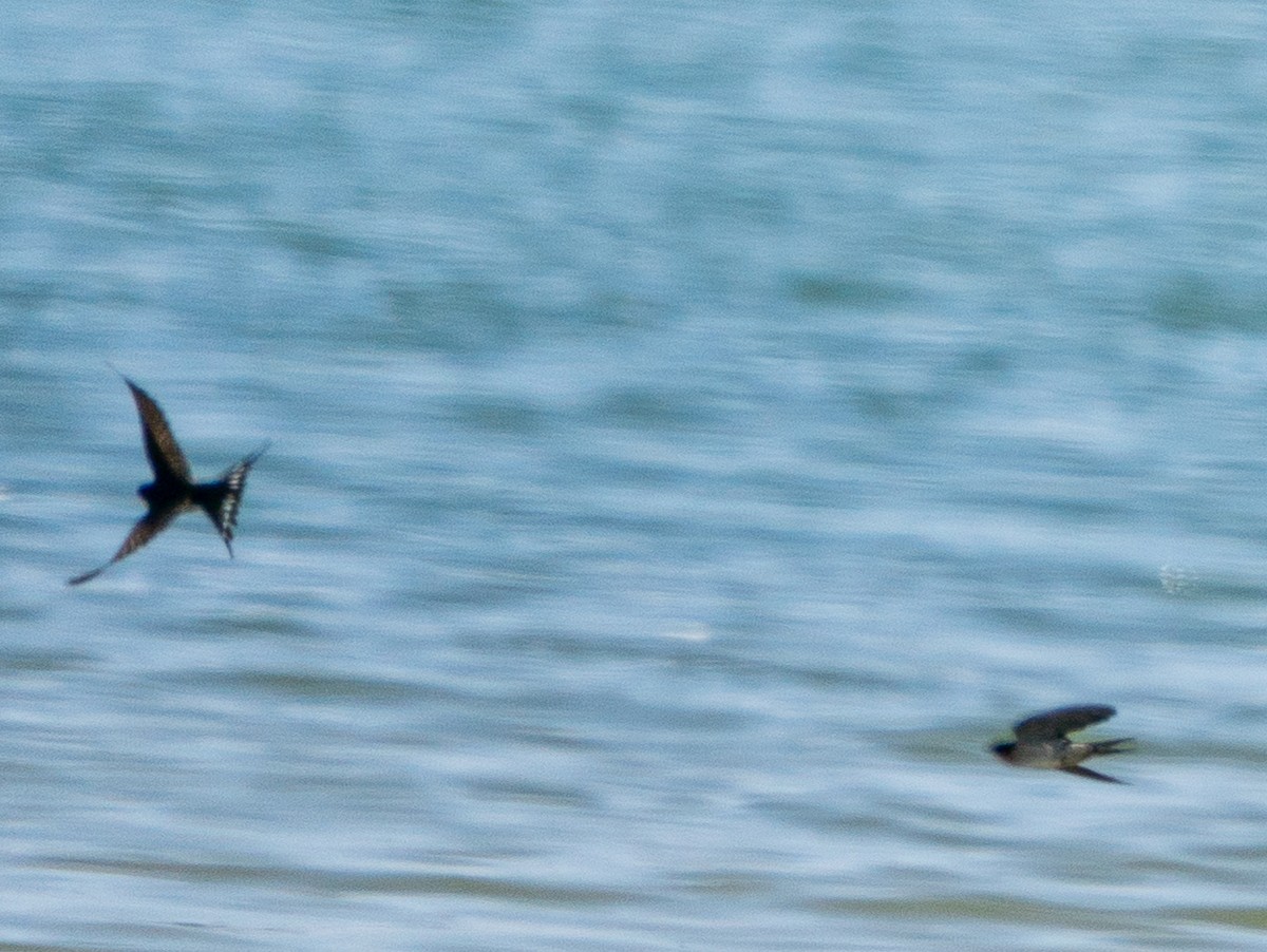 Ластівка австралійська - ML644105362