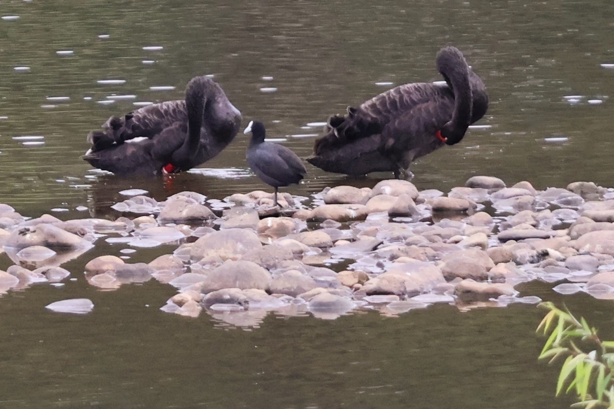 Black Swan - ML644105366