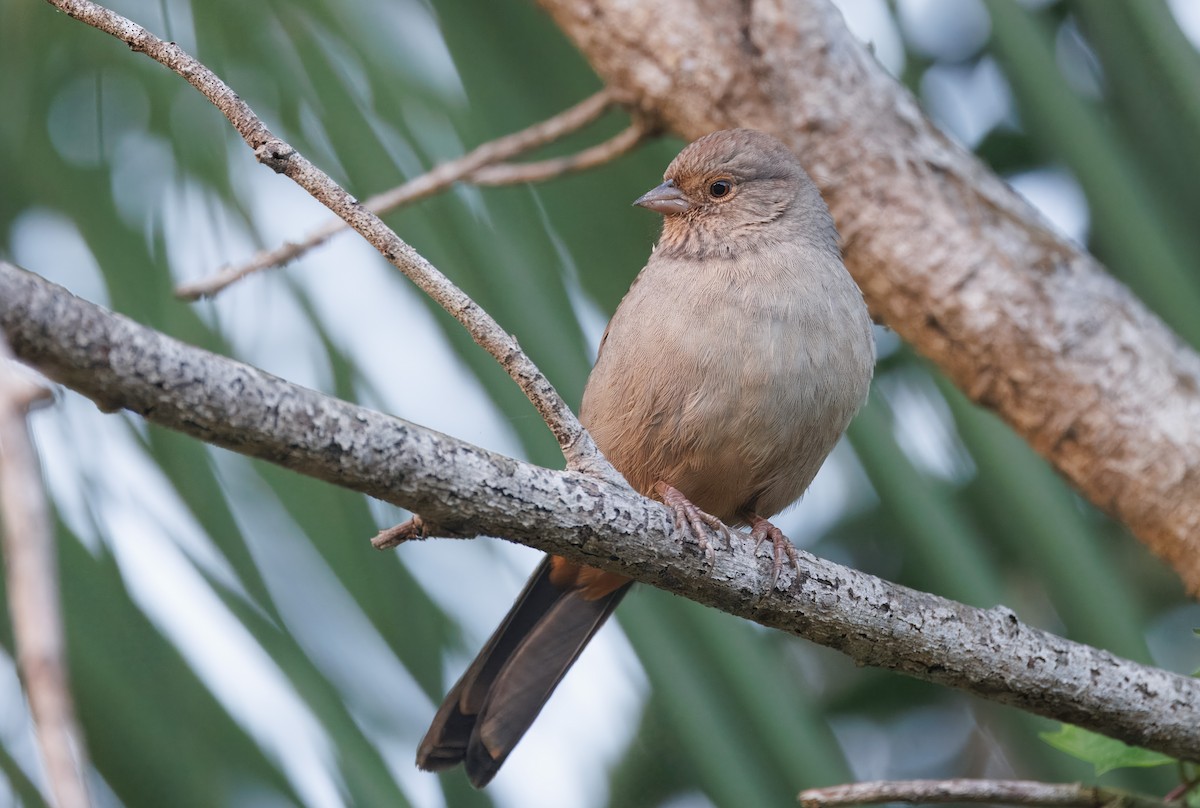 California Towhee - ML644105368