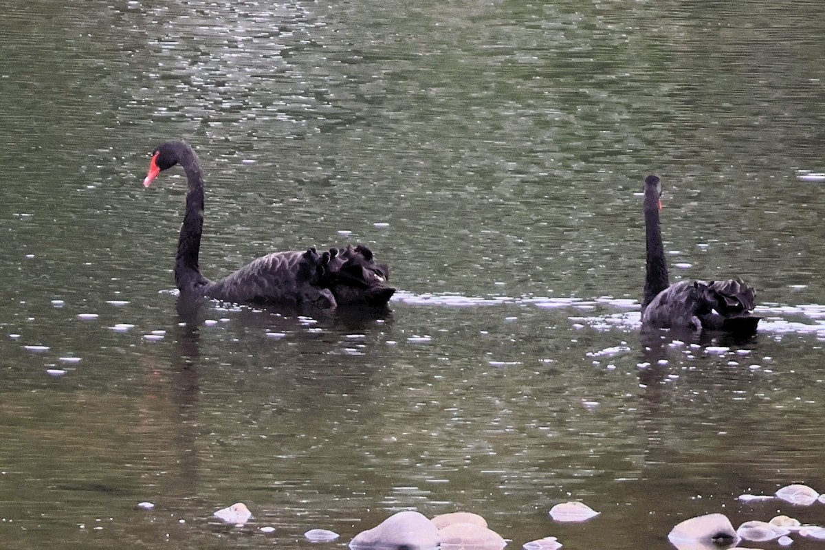 Black Swan - ML644105369