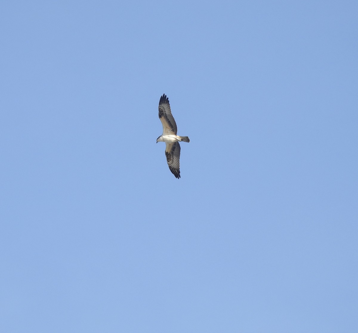 Águila Pescadora - ML644105379