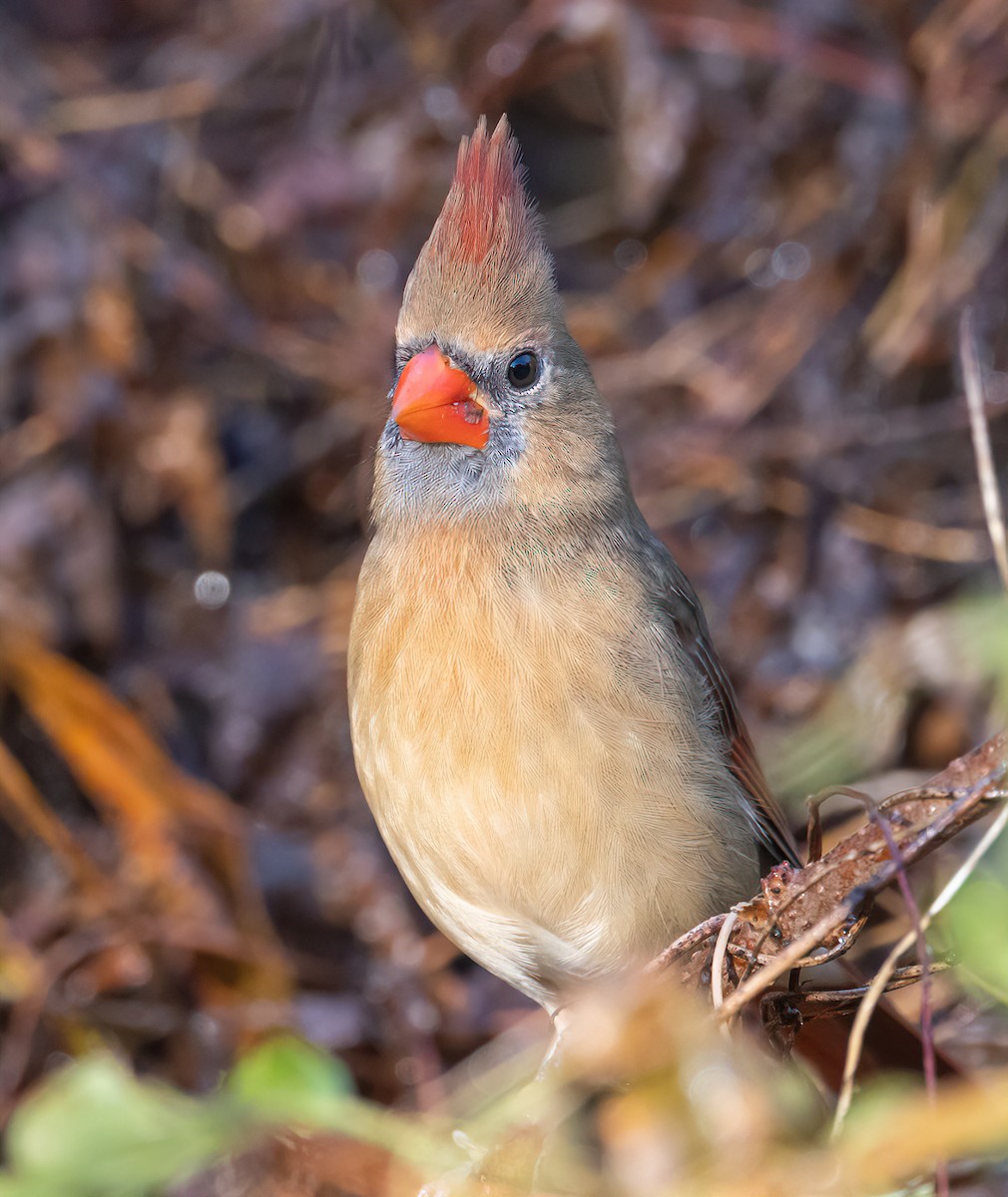 Northern Cardinal - ML644105380