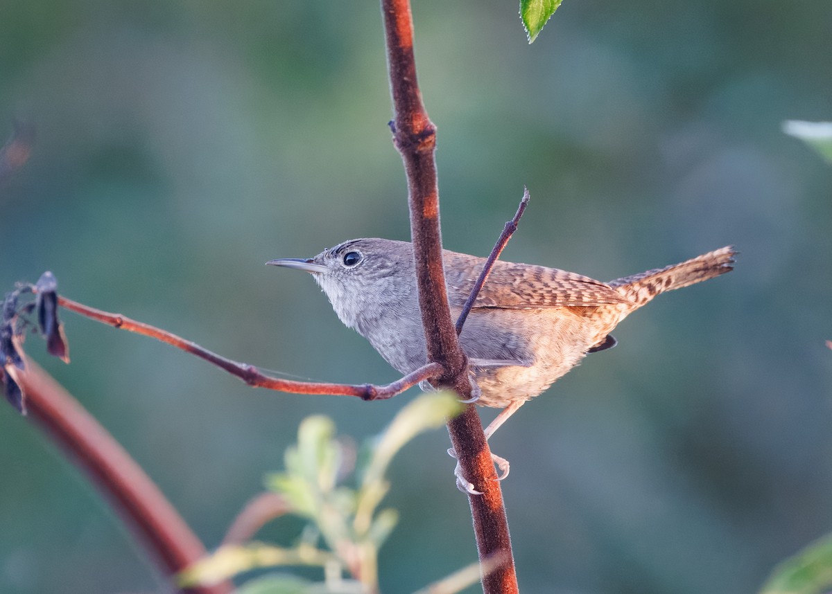 střízlík zahradní - ML644105381